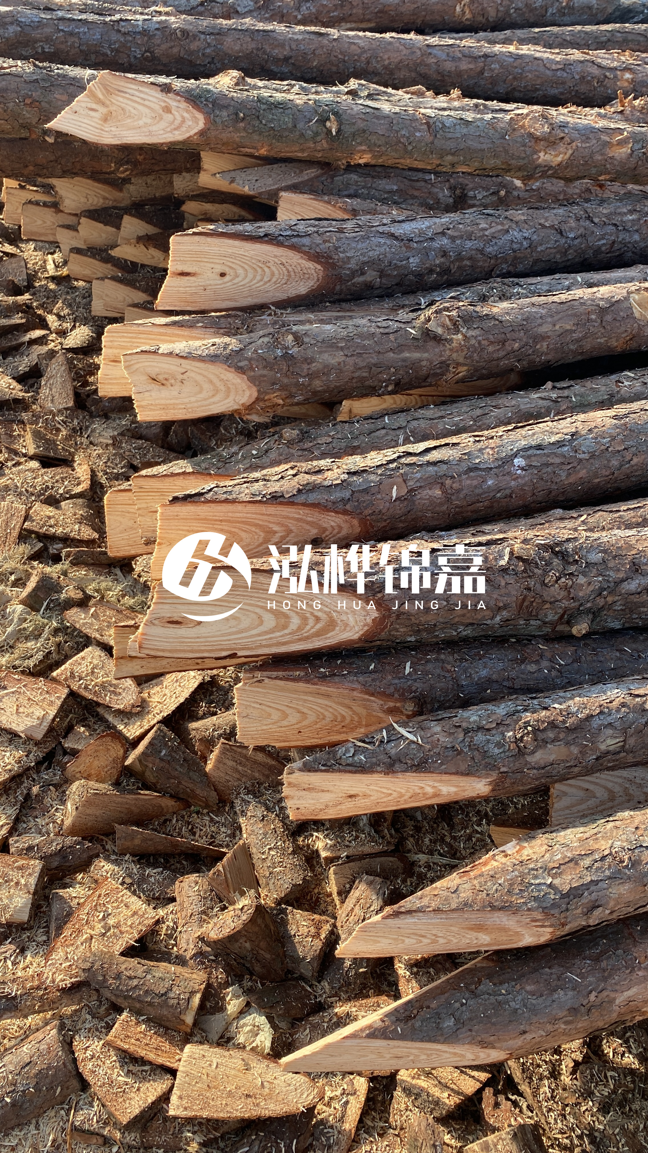 松木樁怎么分辨好壞？學(xué)會(huì )這幾招，輕松分辨松木樁好壞不踩雷！